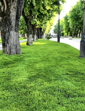 Târgoviște, un oraș curat și verde: echipele de la salubritate mențin zilnic frumusețea spațiilor publice