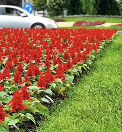  Târgoviște, orașul care se transformă într-un adevărat colț de natură urbană