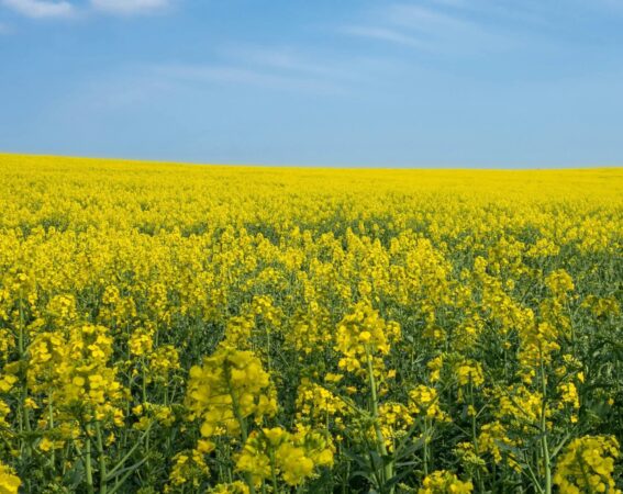 Termen-limită pentru fermieri: cererile APIA se depun până pe 5 iunie