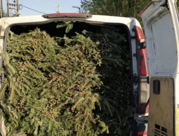 Transport de cetină de brad fără documente, depistat de polițiști pe DN 71
