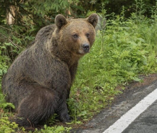 Avertizare RO-Alert la Cota 1000: urs semnalat în zonă, intervenție a autorităților Avertizare RO-Alert la Cota 1000: urs semnalat în zonă, intervenție a autorităților
