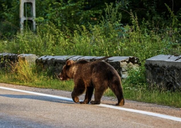 ISU Dâmbovița a emis RO-ALERT după apariția unui urs în zona Cota 1000! ISU Dâmbovița a emis RO-ALERT după apariția unui urs în zona Cota 1000!