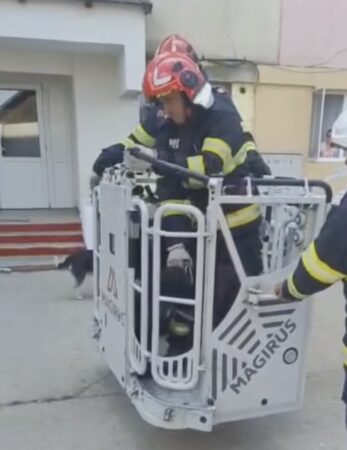 Misiune de salvare cu emoții: pompierii au coborât în siguranță un mic ‘alpinist’ blănos de pe pervaz