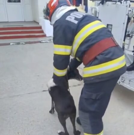 Misiune de salvare cu emoții: pompierii au coborât în siguranță un mic ‘alpinist’ blănos de pe pervaz