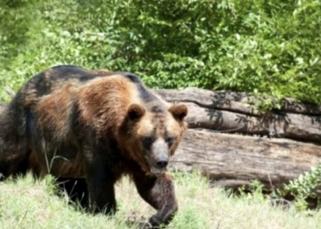 RO-ALERT emis în Moroeni după semnalarea prezenței unui urs în satul Mușcel RO-ALERT emis în Moroeni după semnalarea prezenței unui urs în satul Mușcel