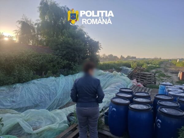 „BOMBĂ" ALIMENTARĂ ÎN DÂMBOVIȚA! Mii de kilograme de varză murată, păstrate în gropi cu folie