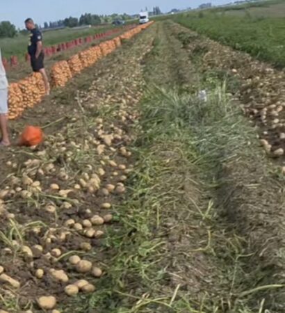 Drama cultivatorilor din Lungulețu: cartofii se vând sub costul de producție, iar tot mai mulți fermieri renunță la agricultură