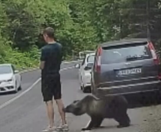La un pas de tragedie ! Un turist a fost surprins de un urs la câțiva centimetri, fără să își dea seama