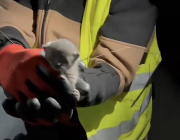 Primăria Târgoviște: Gesturile mici pot face o diferență uriașă, un pui de pisică, abandonat într-o pubelă a fost salvat de lucrătorii de la Salubritate Primăria Târgoviște: Gesturile mici pot face o diferență uriașă, un pui de pisică, abandonat într-o pubelă a fost salvat de lucrătorii de la Salubritate