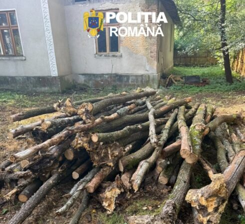 TRANSPORT DE MATERIAL LEMNOS FĂRĂ DOCUMENTE, DESCOPERIT DE POLIȚIȘTI TRANSPORT DE MATERIAL LEMNOS FĂRĂ DOCUMENTE, DESCOPERIT DE POLIȚIȘTI
