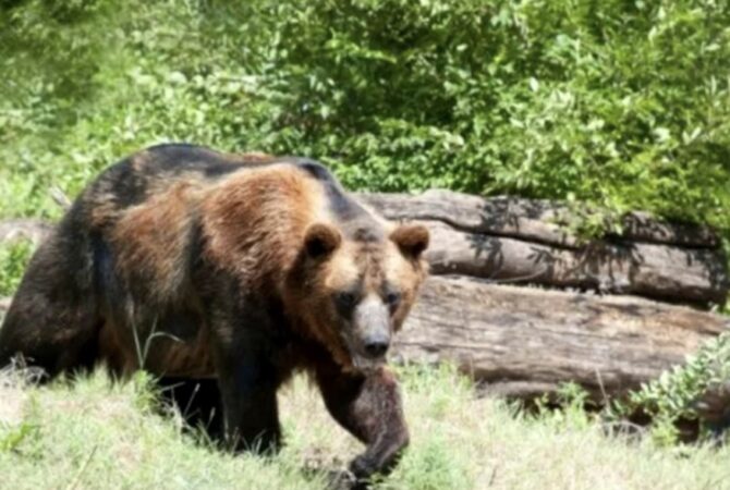 Urs semnalat în zona Cota 1000! A fost emis mesaj Ro-Alert Urs semnalat în zona Cota 1000! A fost emis mesaj Ro-Alert