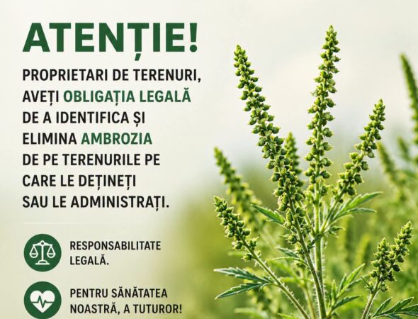 Atenție la ambrozie! Proprietarii de terenuri, obligați să elimine planta Atenție la ambrozie! Proprietarii de terenuri, obligați să elimine planta