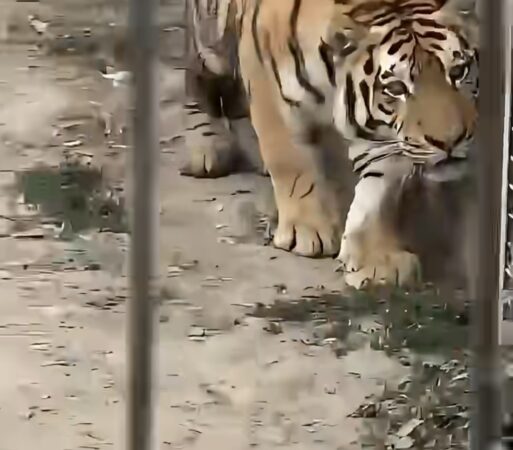 Grădină zoologică ilegală închisă în Dâmbovița: amenzi de 220.000 de lei, un pui de tigru mort, ascuns într-o ladă frigorifică
