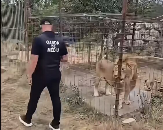 Grădină zoologică ilegală închisă în Dâmbovița: amenzi de 220.000 de lei, un pui de tigru mort, ascuns într-o ladă frigorifică