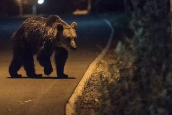 Urs semnalat în comuna Pietroșița. Autoritățile au transmis mesaj RO-ALERT Urs semnalat în comuna Pietroșița. Autoritățile au transmis mesaj RO-ALERT
