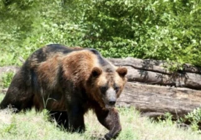 URS SEMNALAT ÎN MALU CU FLORI! RO-ALERT, TRANSMIS PENTRU SIGURANȚA LOCALNICILOR URS SEMNALAT ÎN MALU CU FLORI! RO-ALERT, TRANSMIS PENTRU SIGURANȚA LOCALNICILOR