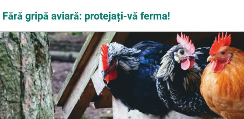 Atenție, Dâmbovița! Gripa aviară, în atenția autorităților: 5 reguli care pot proteja păsările din curte Atenție, Dâmbovița! Gripa aviară, în atenția autorităților: 5 reguli care pot proteja păsările din curte