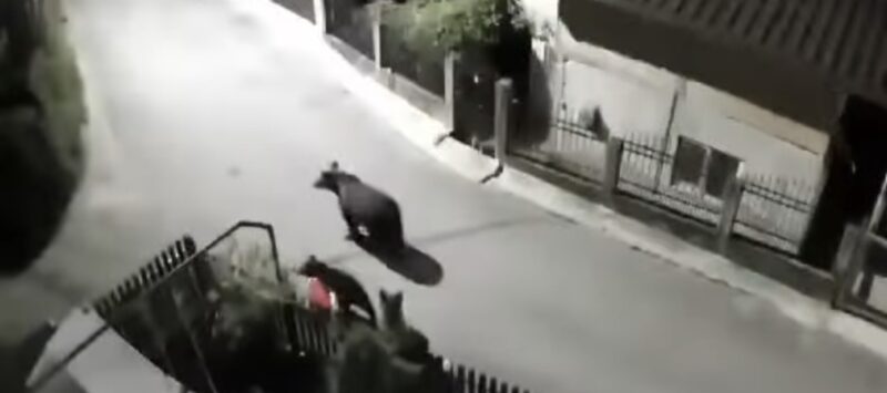 O URSOAICĂ CU DOI PUI APARE APROAPE ÎN FIECARE NOAPTE PE STRĂZILE DIN PIETROȘIȚA 