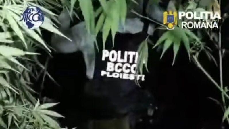 Plantație de canabis cu plante de până la patru metri, descoperită lângă Crevedia. Doi bărbați, prinși în flagrant și arestați Plantație de canabis cu plante de până la patru metri, descoperită lângă Crevedia. Doi bărbați, prinși în flagrant și arestați