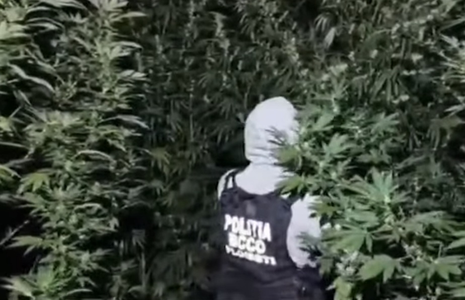 Plantație de canabis cu plante de până la patru metri, descoperită lângă Crevedia. Doi bărbați, prinși în flagrant și arestați