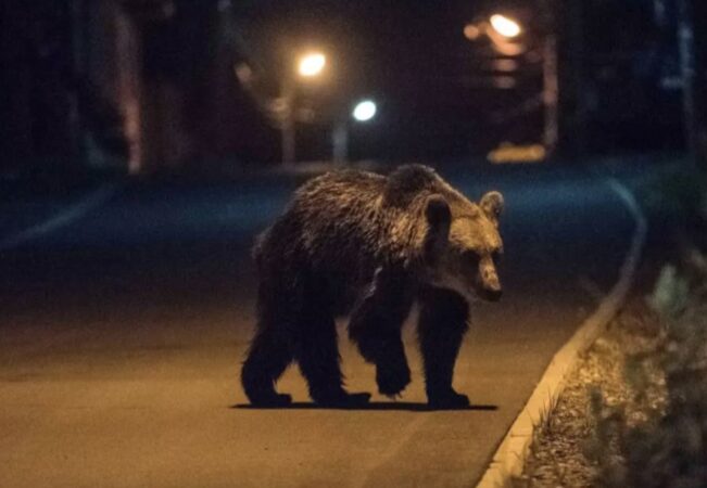 URȘII DAU IAMA ÎN ORAȘE! Un urs a fost semnalat noaptea trecută în Fieni. Localnicii, avertizați prin RO-Alert URȘII DAU IAMA ÎN ORAȘE! Un urs a fost semnalat noaptea trecută în Fieni. Localnicii, avertizați prin RO-Alert