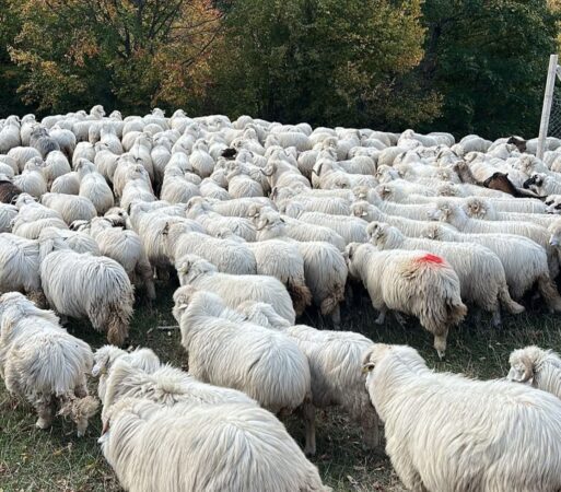 Începe vaccinarea oilor și caprelor împotriva variolei în Dâmbovița! Ce reacții trebuie să urmărească fermierii Începe vaccinarea oilor și caprelor împotriva variolei în Dâmbovița! Ce reacții trebuie să urmărească fermierii