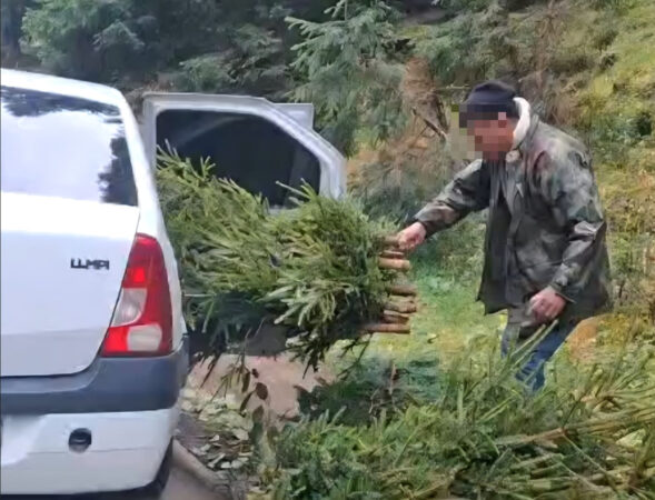 JAF ÎN BUCEGI! Au ras 20 de brazi din aria protejată pentru o nuntă! Doi bărbați, prinși în flagrant de jandarmii montani
