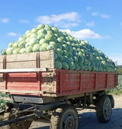 Lungulețu, patria verzei din România! A început sezonul murăturilor, iar producătorii din Dâmbovița își scot recolta la vânzare